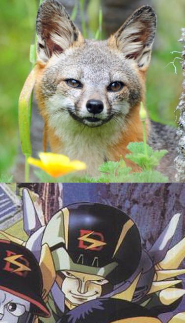 goldmaskfox.jpg