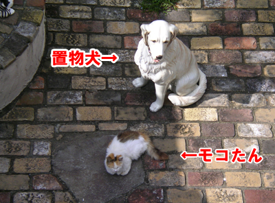 庭と置物犬とモコたん.jpg